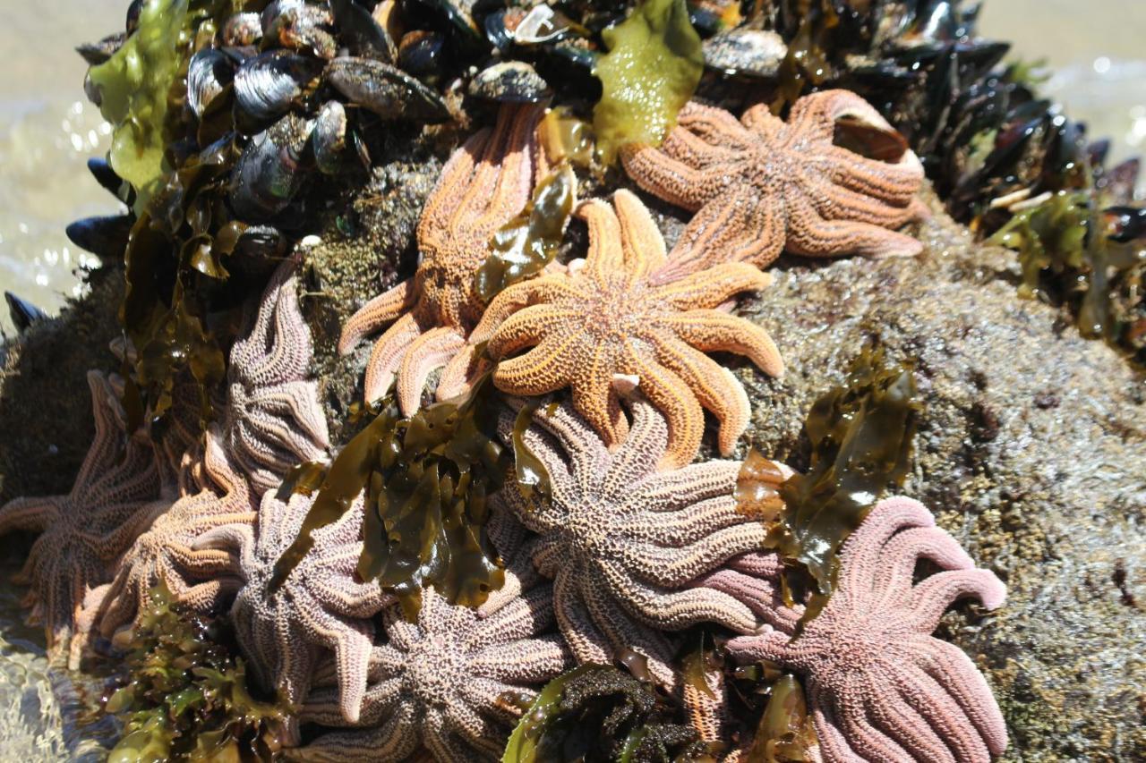 Toad Hall Baylys Beach Luaran gambar